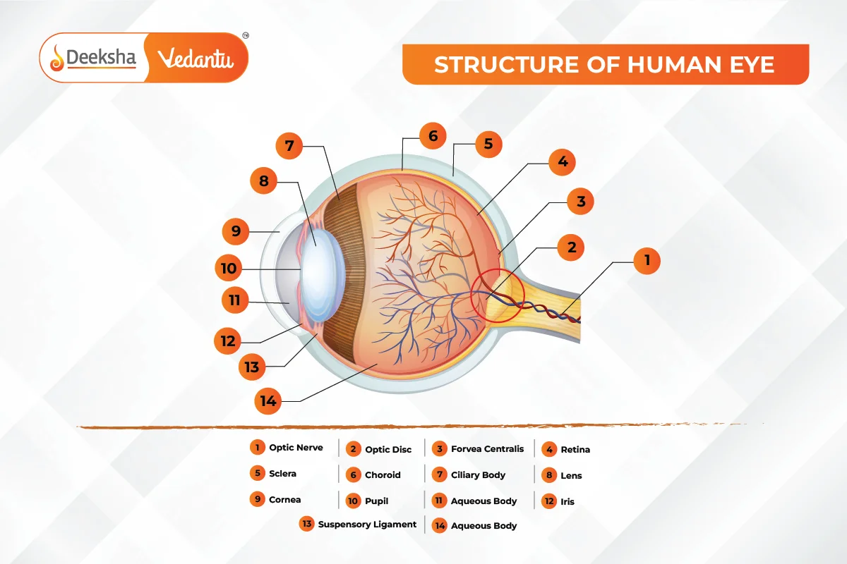 Structure of the Human Eye