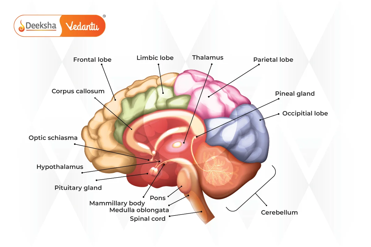 The Brain – The Control Center of the Nervous System