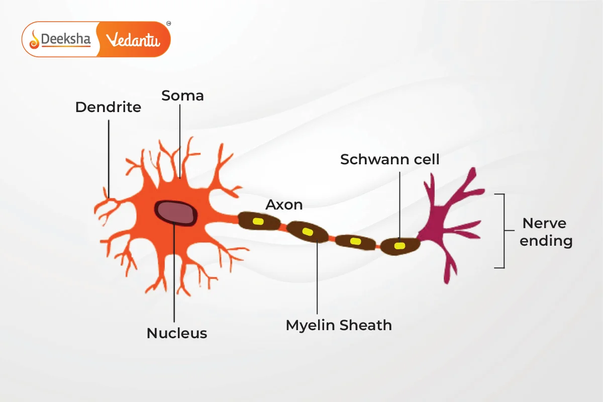 The Nervous System in Animals