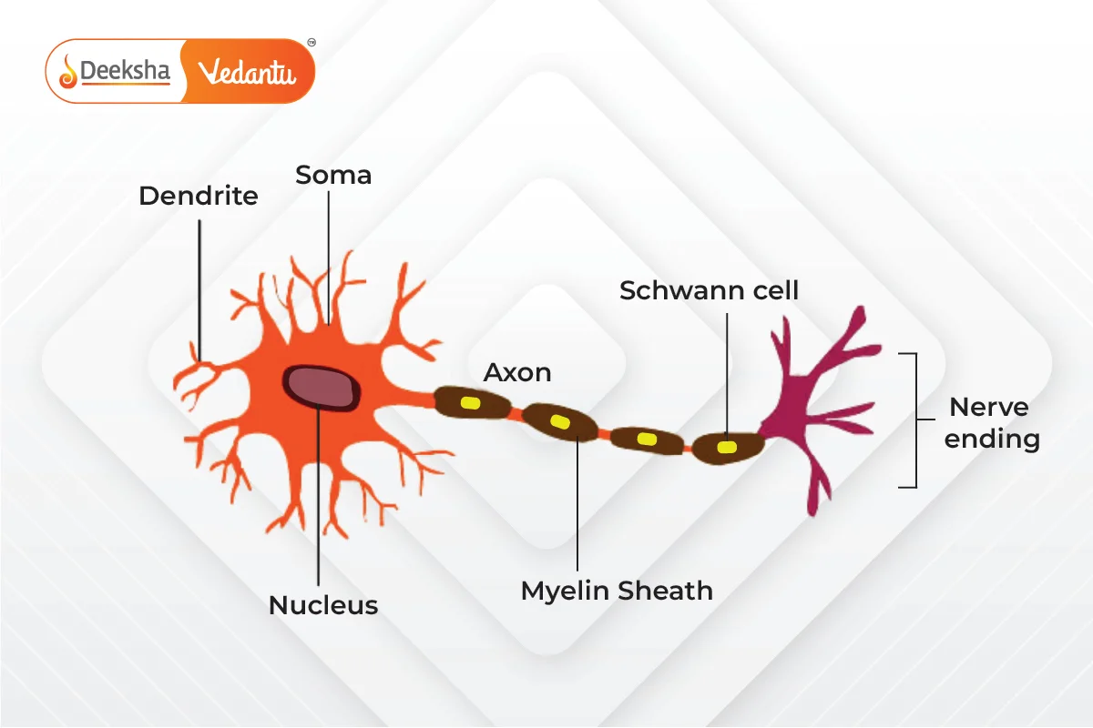 The Structure and Function of Neurons