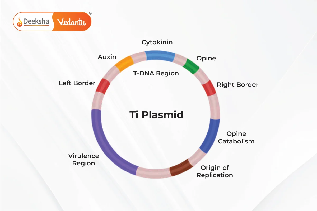 Ti Plasmid