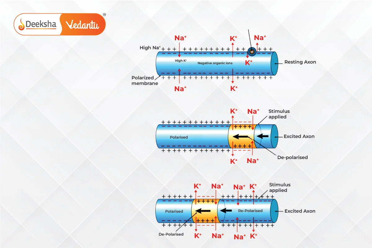 Transmission of Nerve Impulses