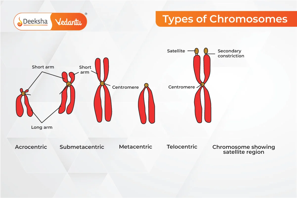 Types of Chromosome