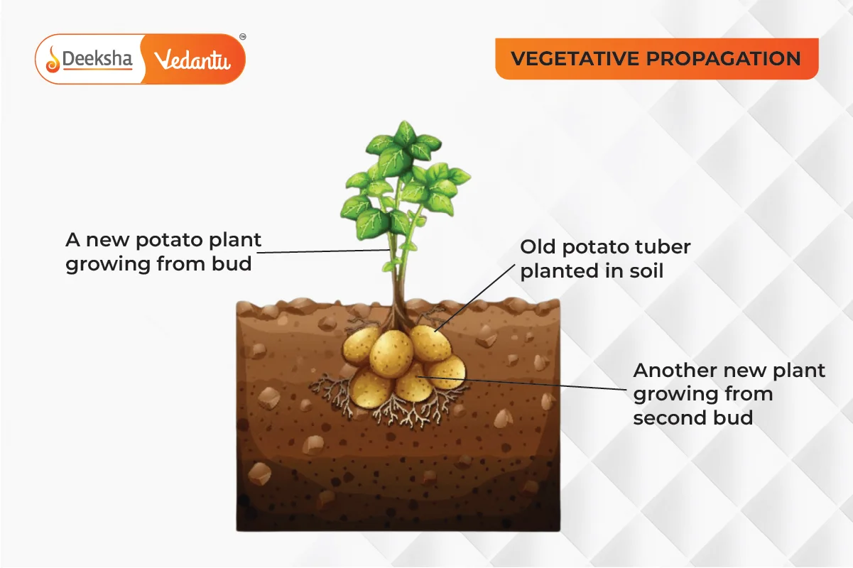 Vegetative Propagation