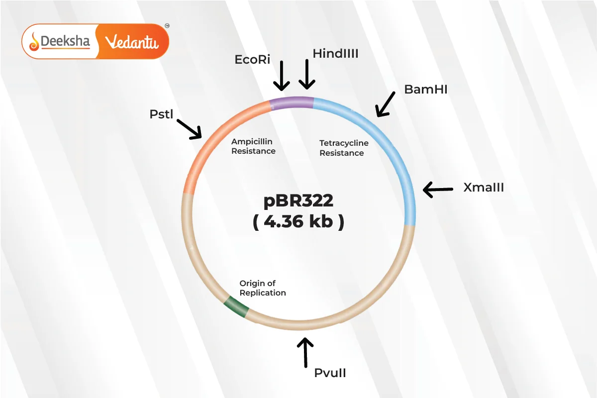 pBR322 Plasmid