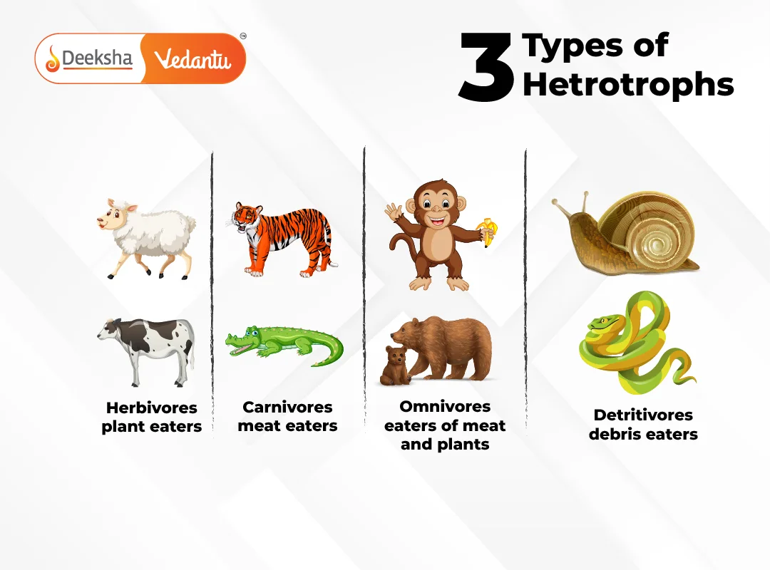 Consumers (Heterotrophs)