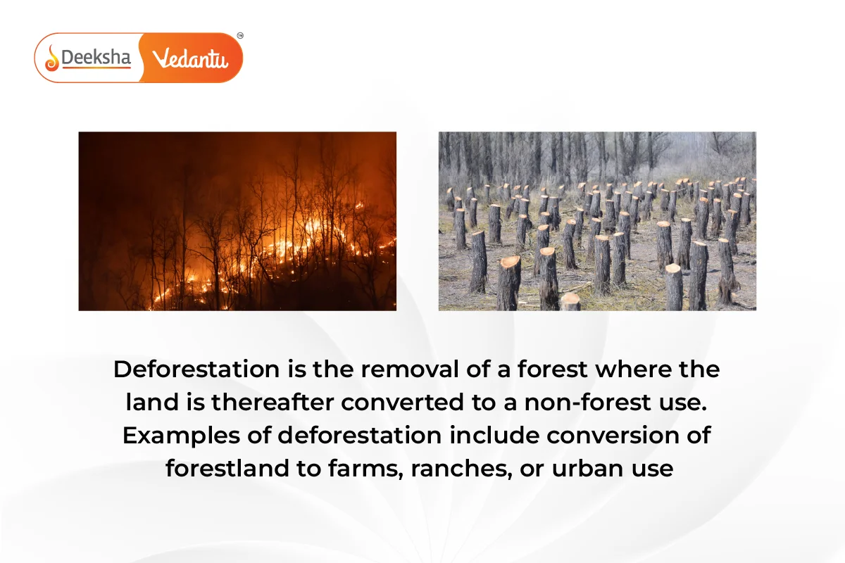 Deforestation