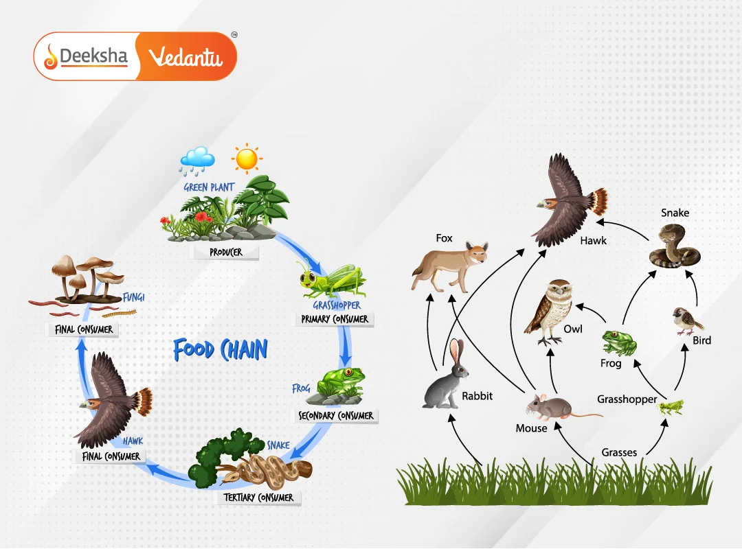 Energy Flow in Food Chains