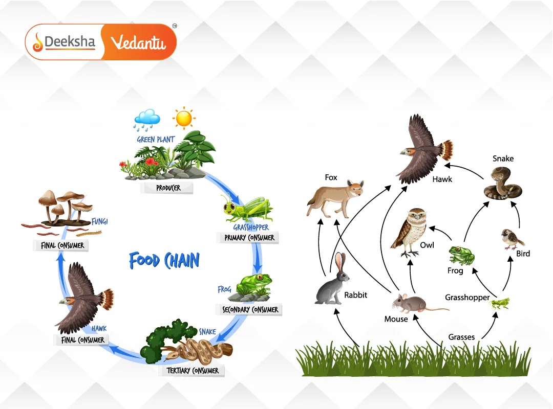 Food Chains and Food Webs