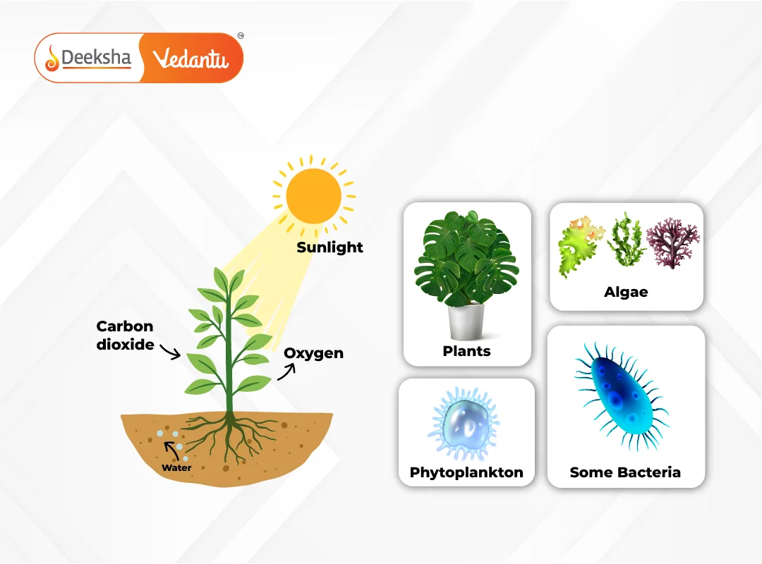 Producers (Autotrophs)