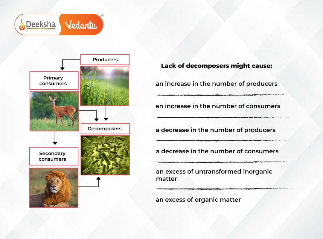 Producers, Consumers, and Decomposers