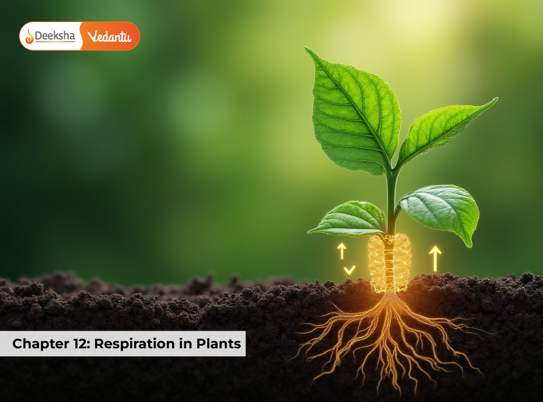 Chapter 12: Respiration in Plants