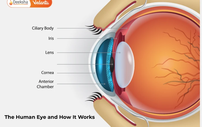 The Human Eye and How It Works