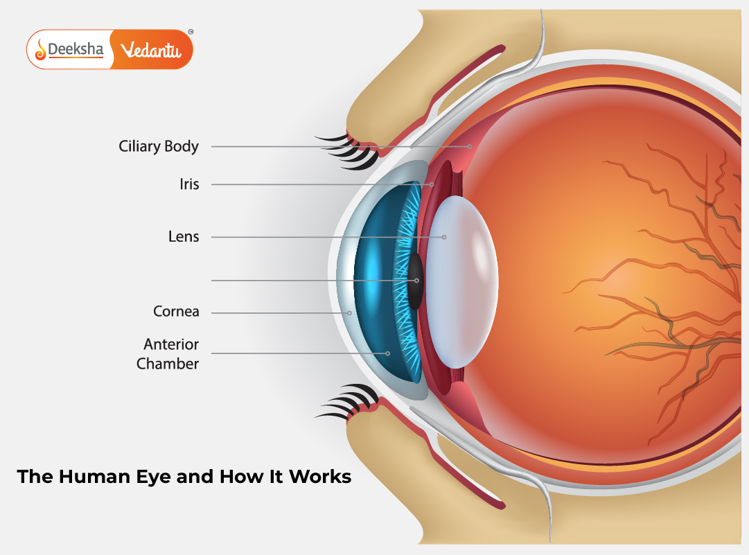 The Human Eye and How It Works