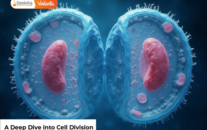 A Deep Dive into Cell Division