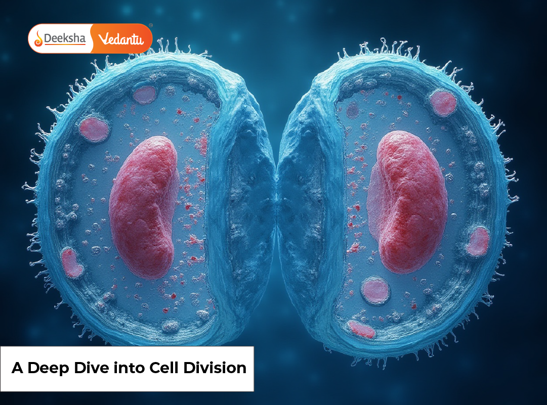 A Deep Dive into Cell Division