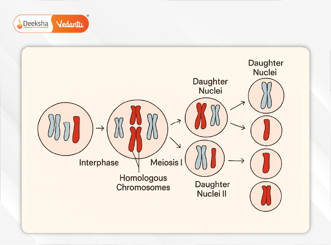 A basic diagram showing a parent cell undergoing division into two genetically identical daughter cells.
