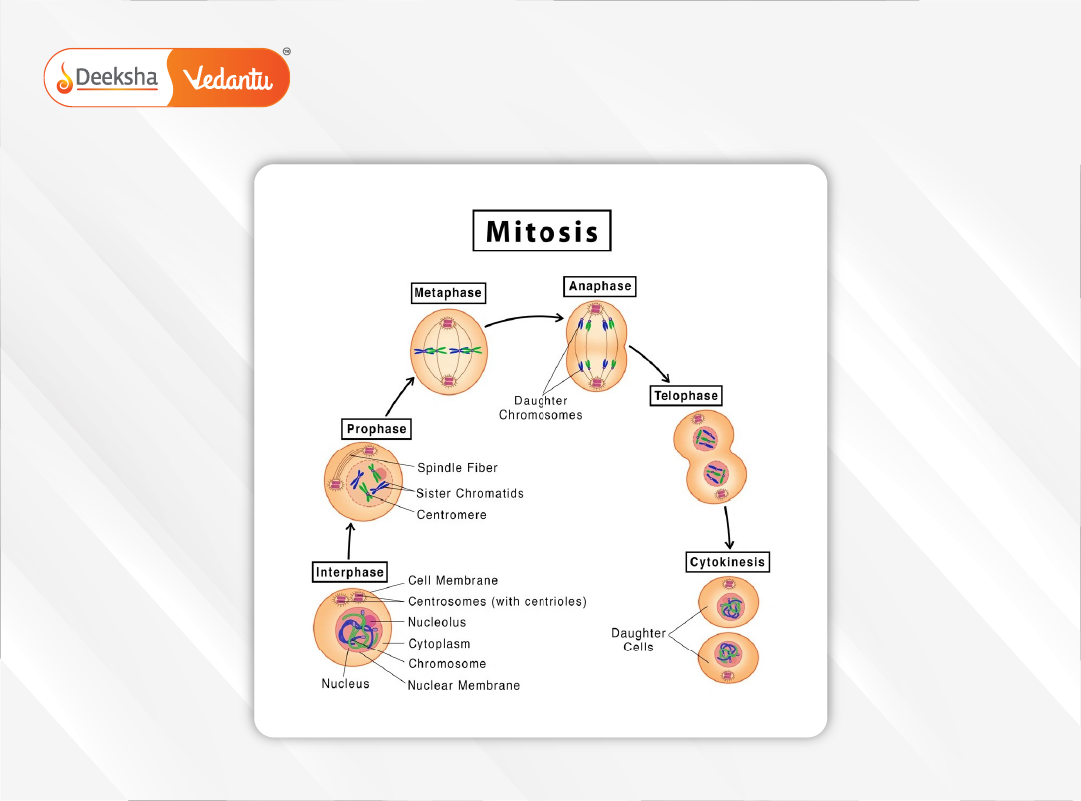 A detailed step-by-step illustration showing all phases of mitosis with chromosomal movement.