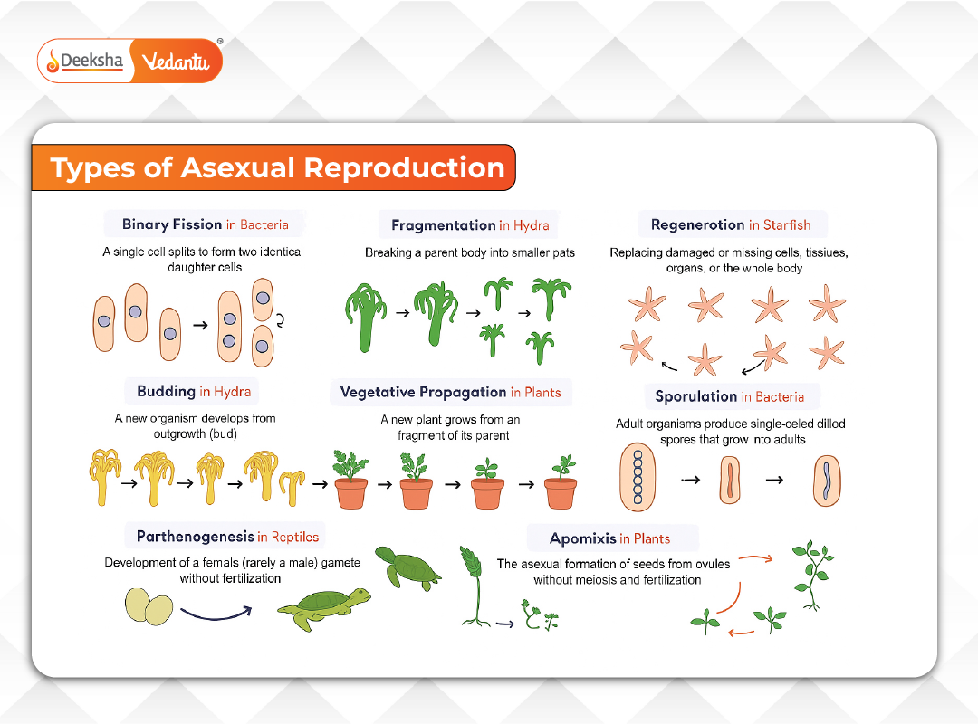 Asexual Reproduction