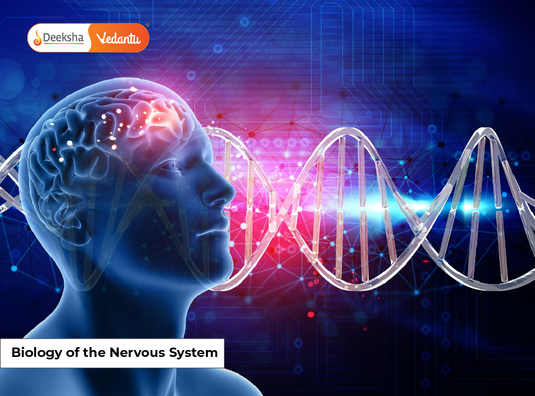 Biology of the Nervous System