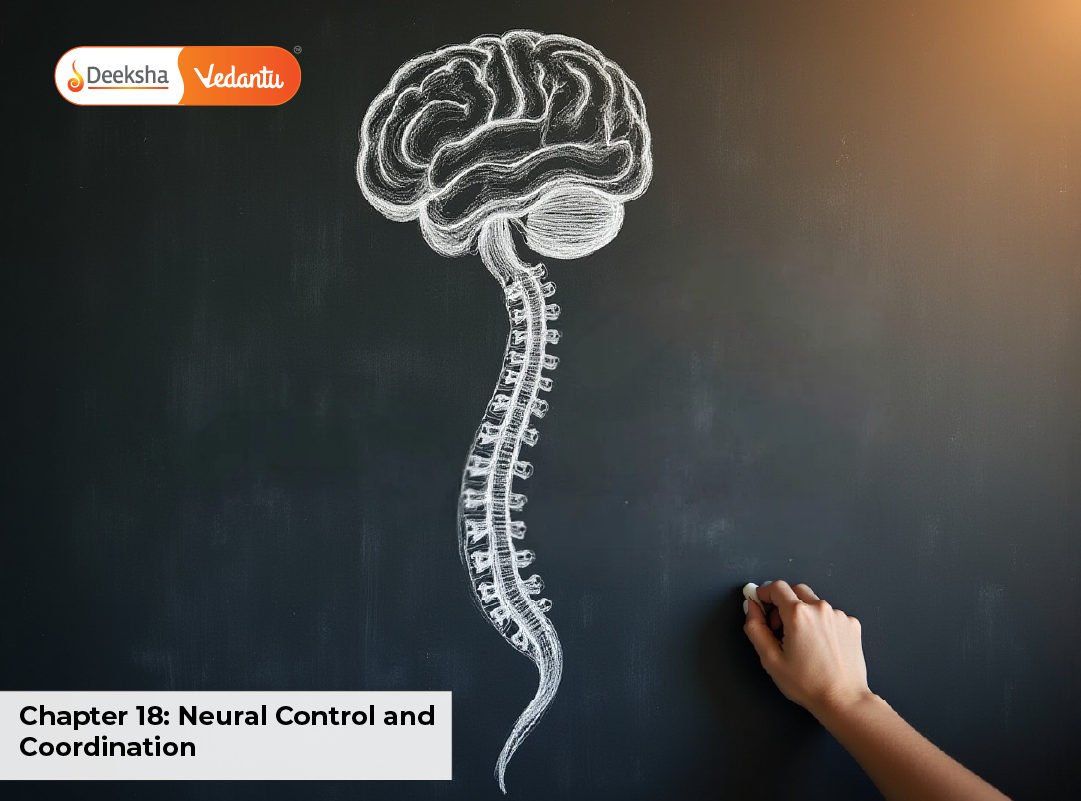 Chapter 18: Neural Control and Coordination