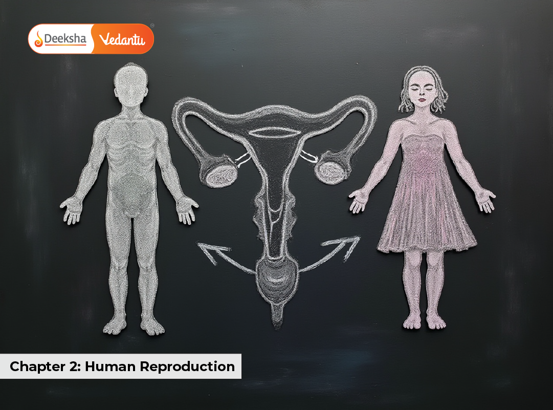 Chapter 2 Human Reproduction