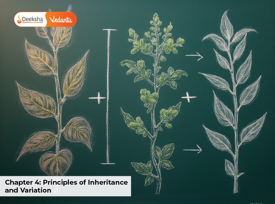 Chapter 4 Principles of Inheritance and Variation Chapter 4 Principles of Inheritance and Variation