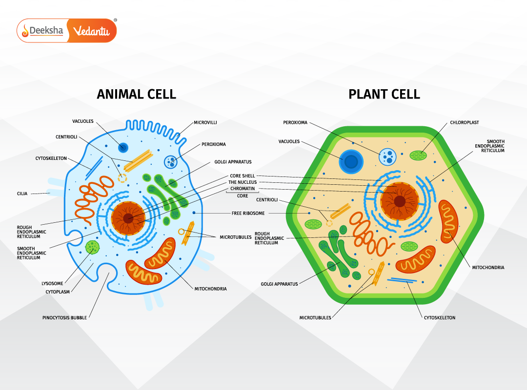 Comparison Plat with Animal Cells 