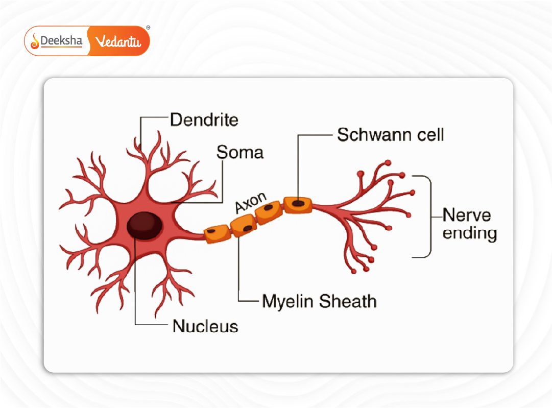 Detailed diagram of a neuron labeled with axon, dendrites, synapse, and cell body