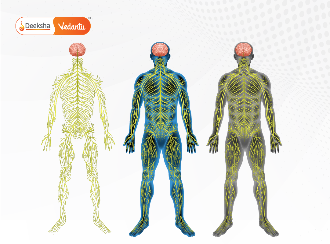 Diagram of CNS (central nervous system) and PNS (peripheral nervous system) distribution in the body.