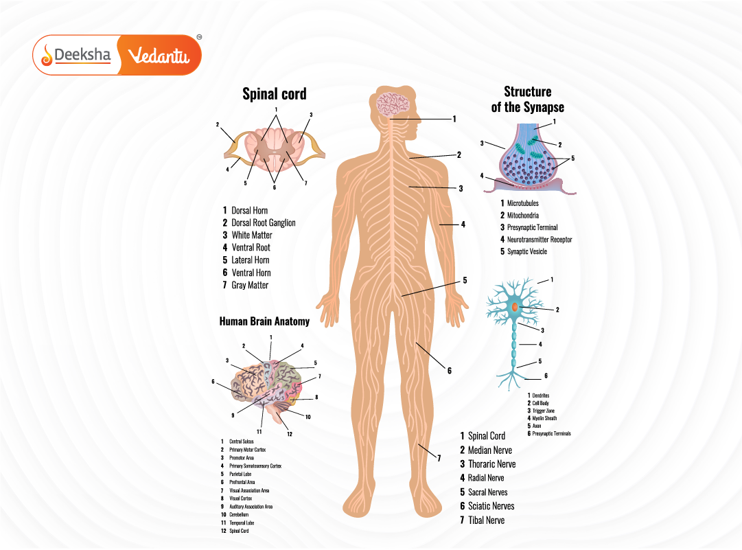Diagram of the human nervous system showing brain, spinal cord, and branching nerves