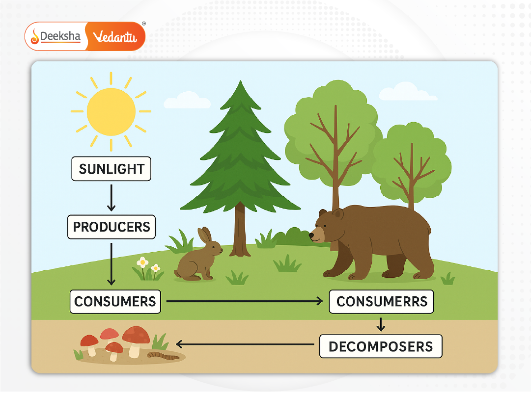 Diagram showing a forest ecosystem with labeled components (sunlight, producers, consumers, decomposers).
