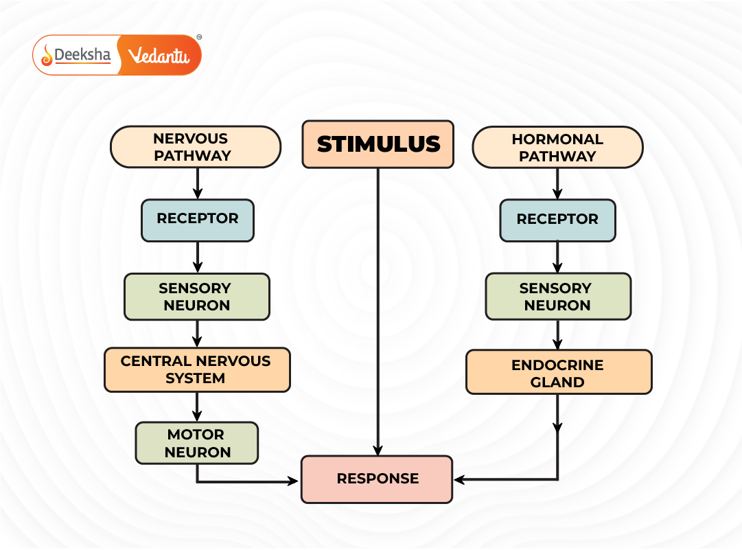 Flowchart showing how a stimulus triggers both nervous and hormonal pathways