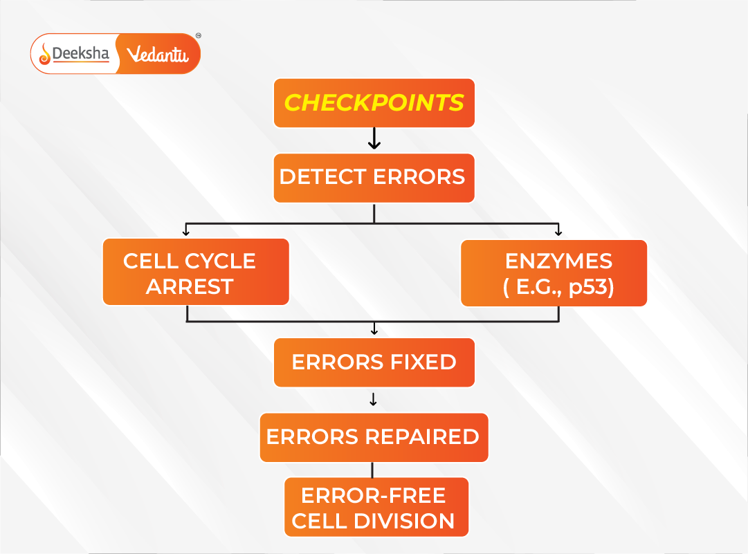 Flowchart showing how checkpoints and enzymes interact to ensure error-free cell division.