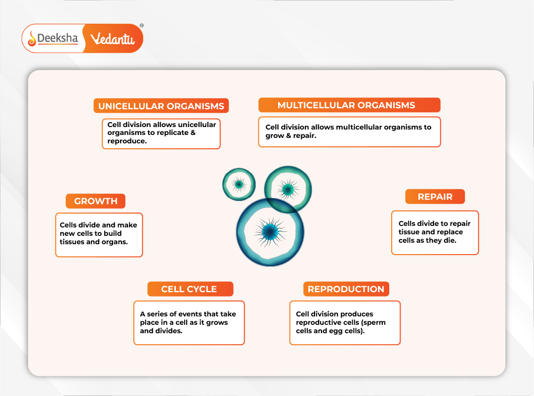 Flowchart showing links between cell division, growth, repair, and reproduction in multicellular organisms.