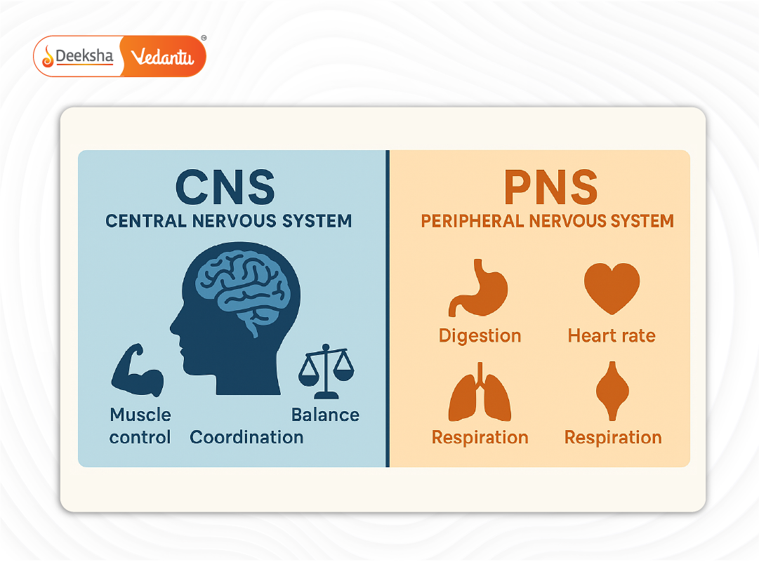 Infographic showing division between CNS and PNS with examples of body functions each controls