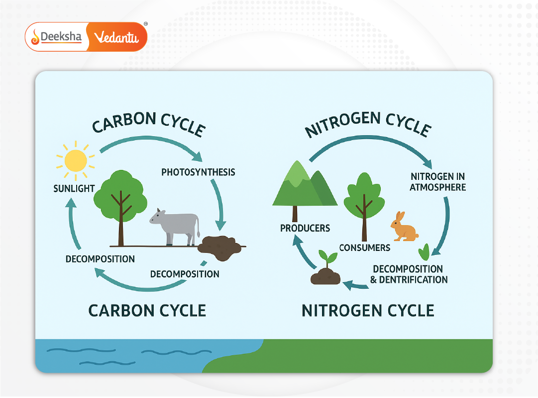 Infographic showing nutrient cycles (e.g., carbon and nitrogen cycles).