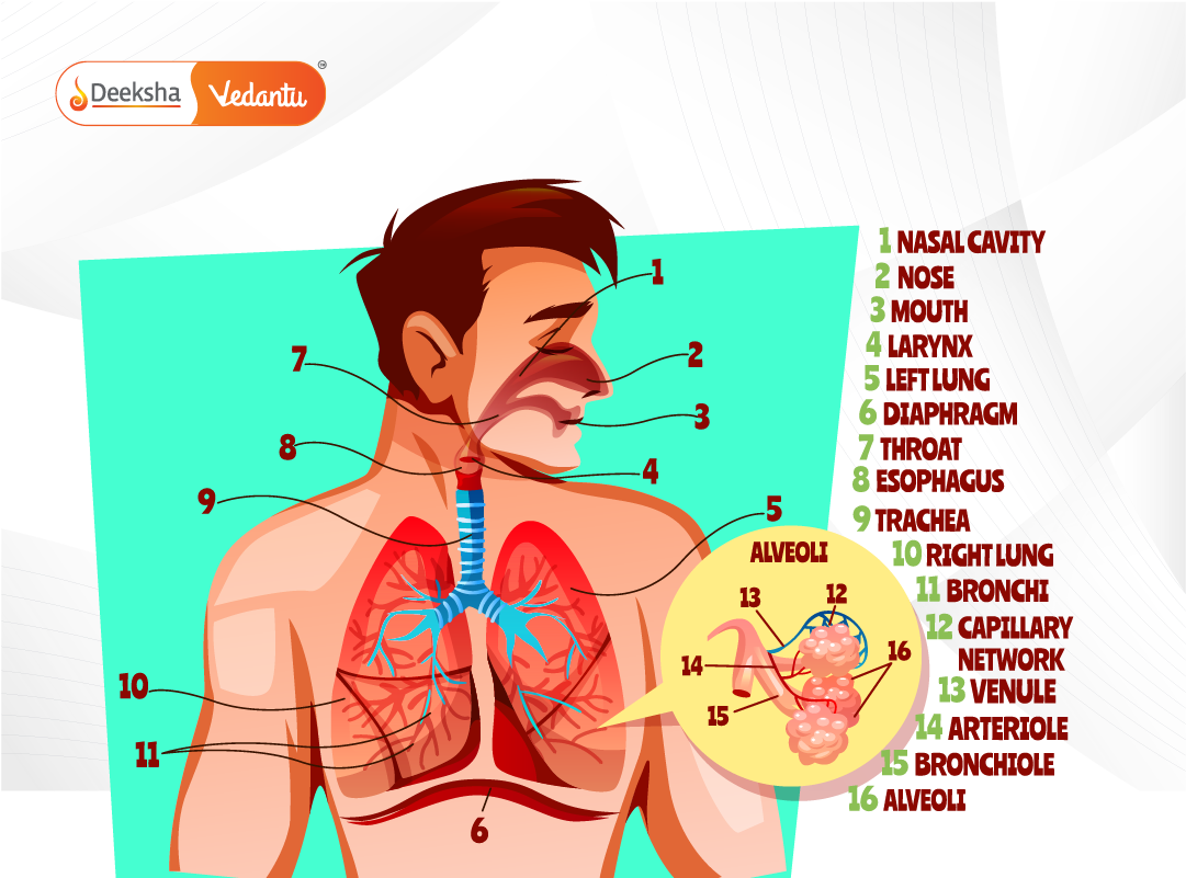 labeled diagram of the respiratory system including alveoli structure to show gas exchange clearly
