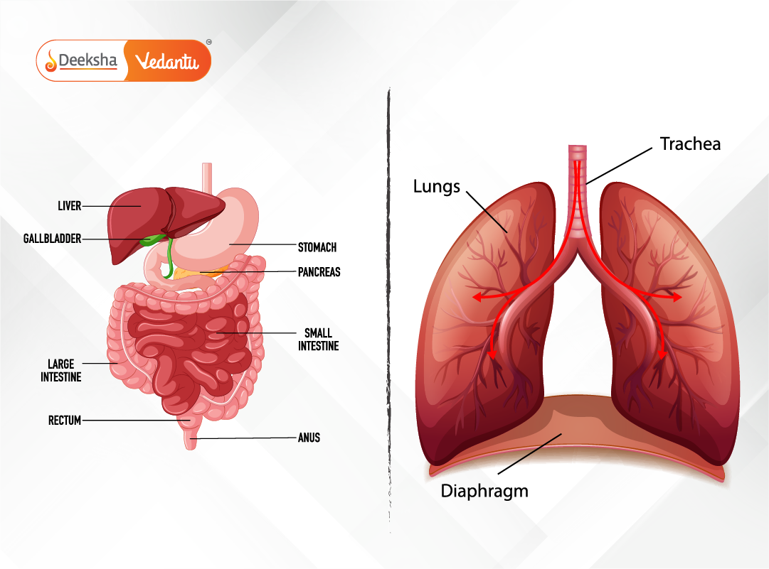 side-by-side infographic comparing both systems visually here.