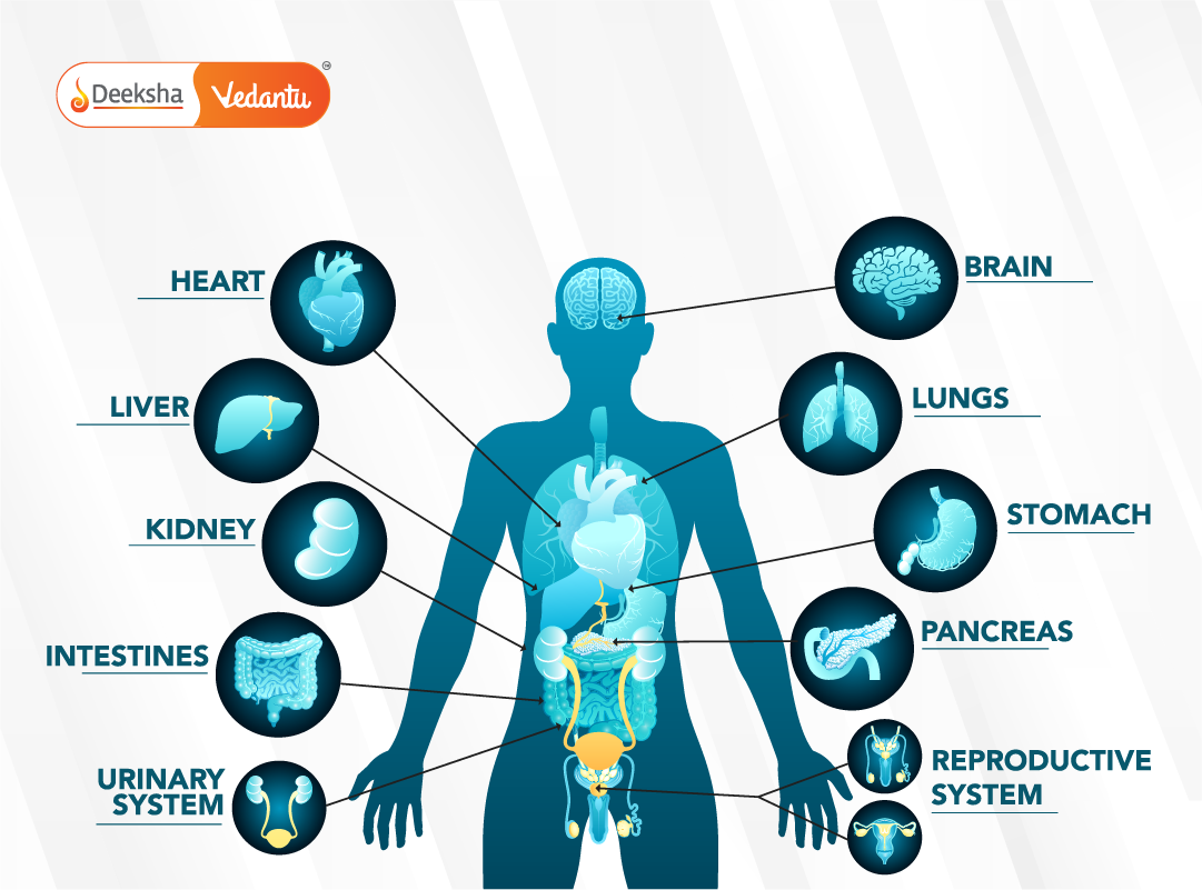 Human Body Systems List Functions Comparisons For Students