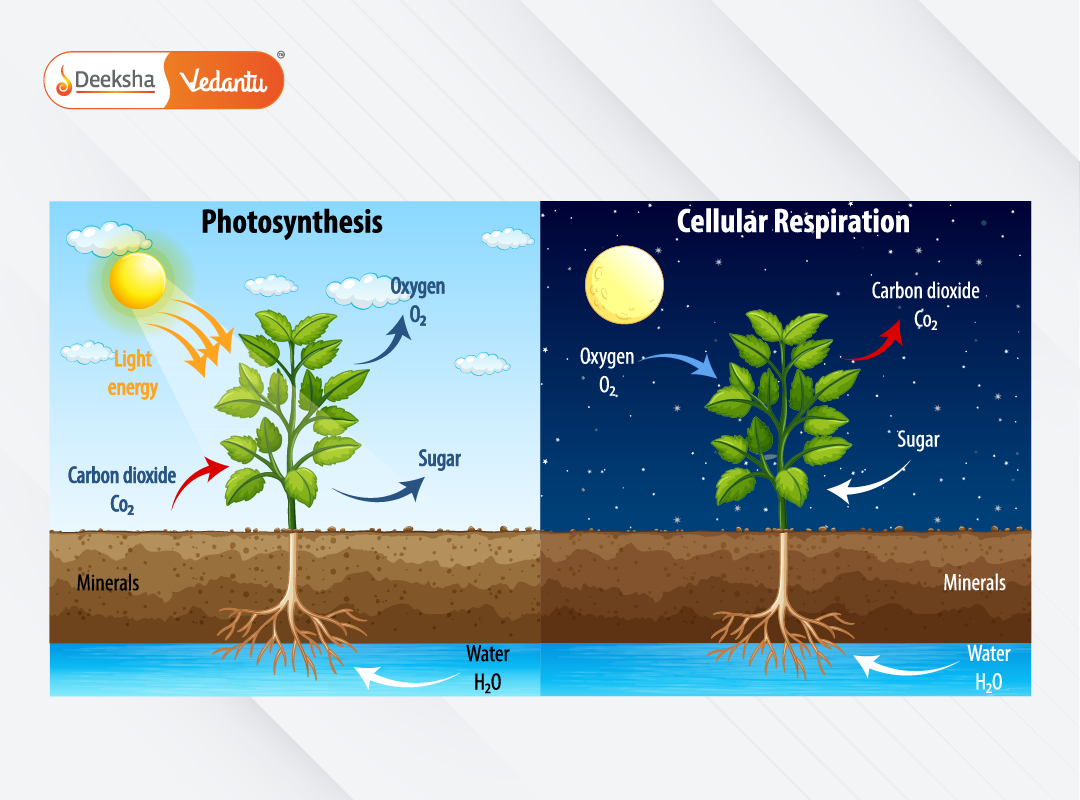 Photosynthesis