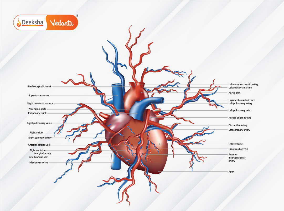 labeled diagram of the human heart and major blood vessels here to enhance visual understanding.