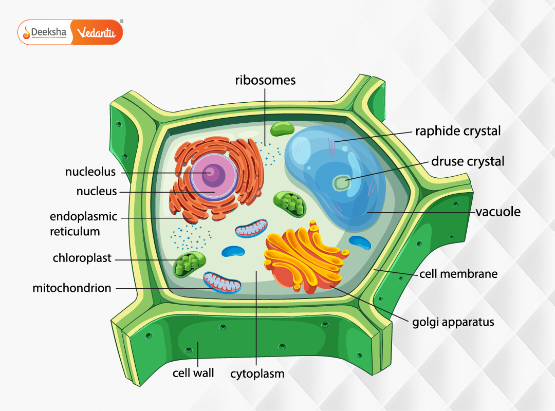 Plant Cell Structure A Closer Look at Its Components