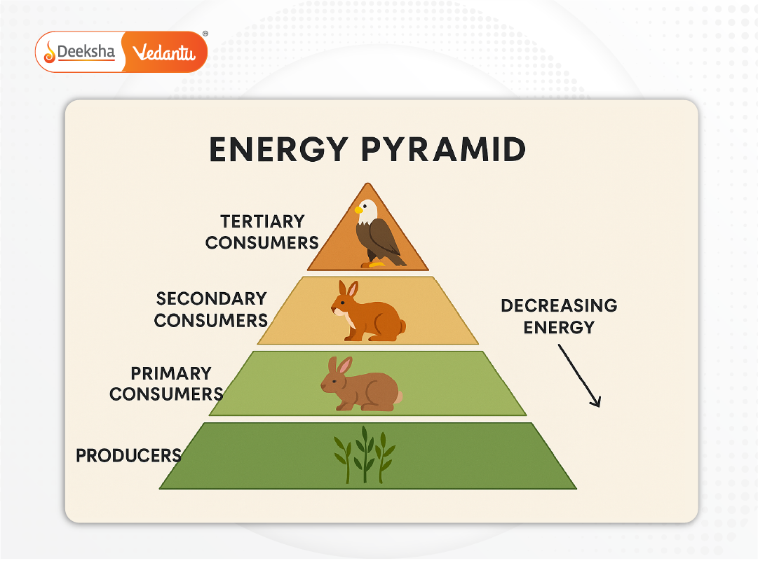 Pyramid showing trophic levels with decreasing energy as you go up.