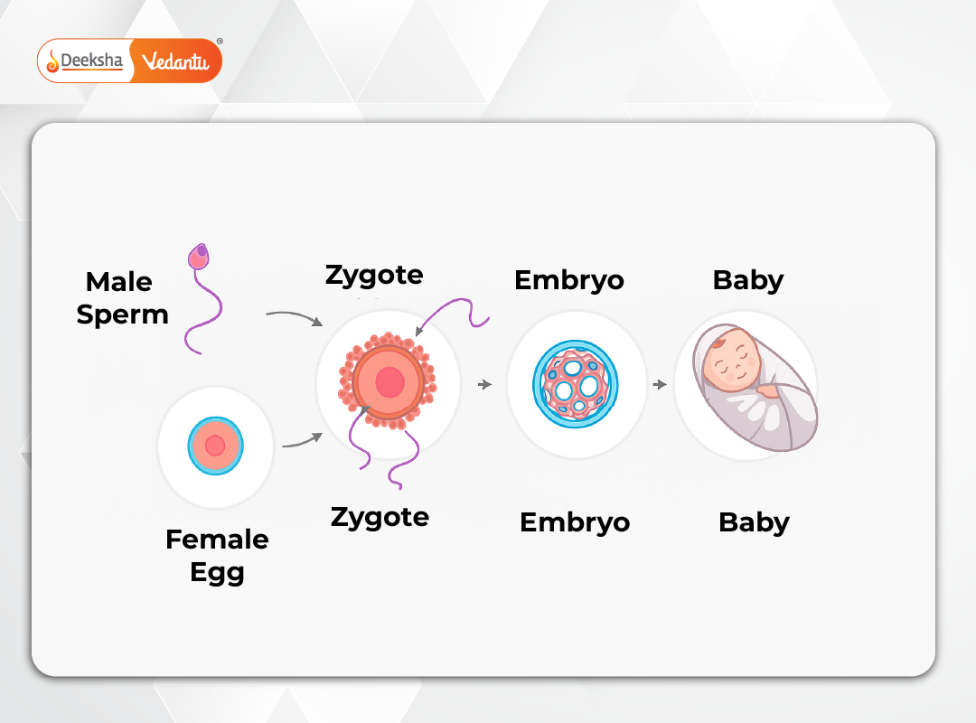 Sexual Reproduction