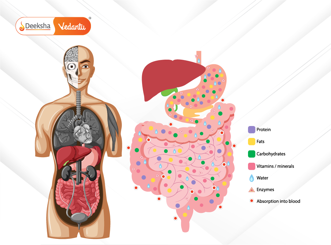 digestive system from ingestion to excretion.