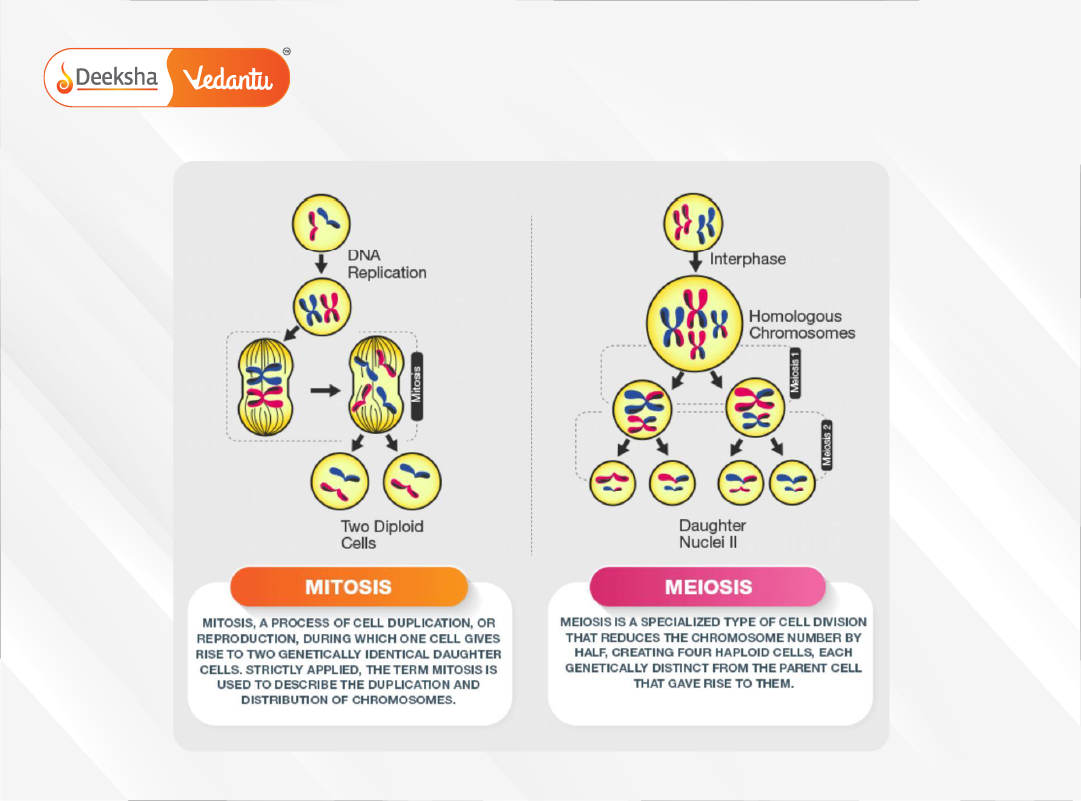 Side-by-side comparison chart showing mitosis vs. meiosis, highlighting differences in chromosome number, number of cells formed, and genetic identity.