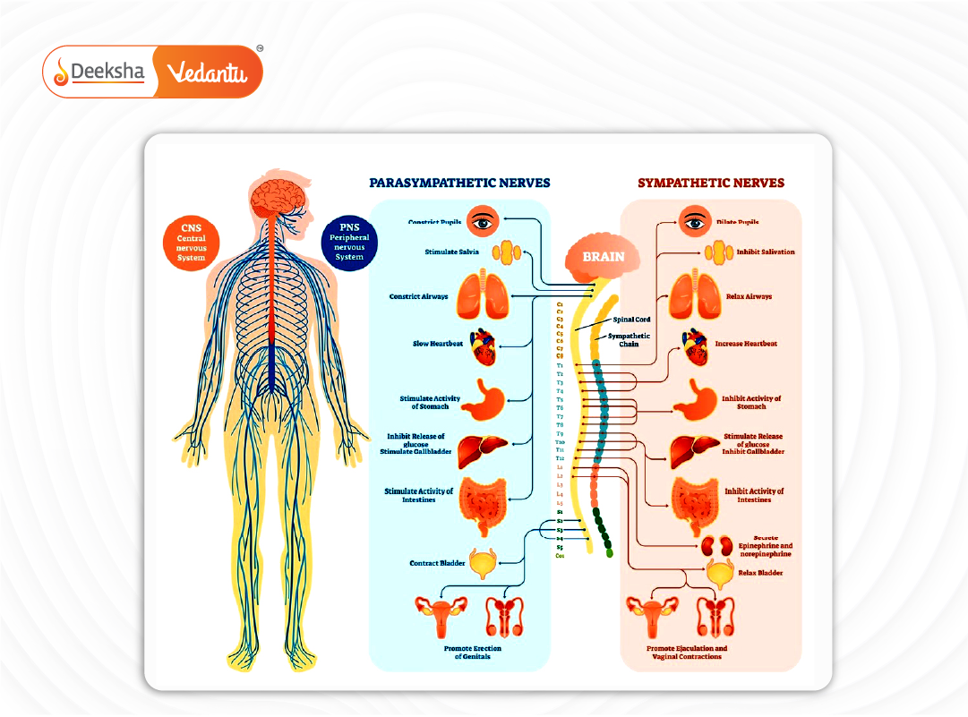 Split illustration showing functions of CNS vs. PNS in day-to-day tasks like moving, thinking, sensing