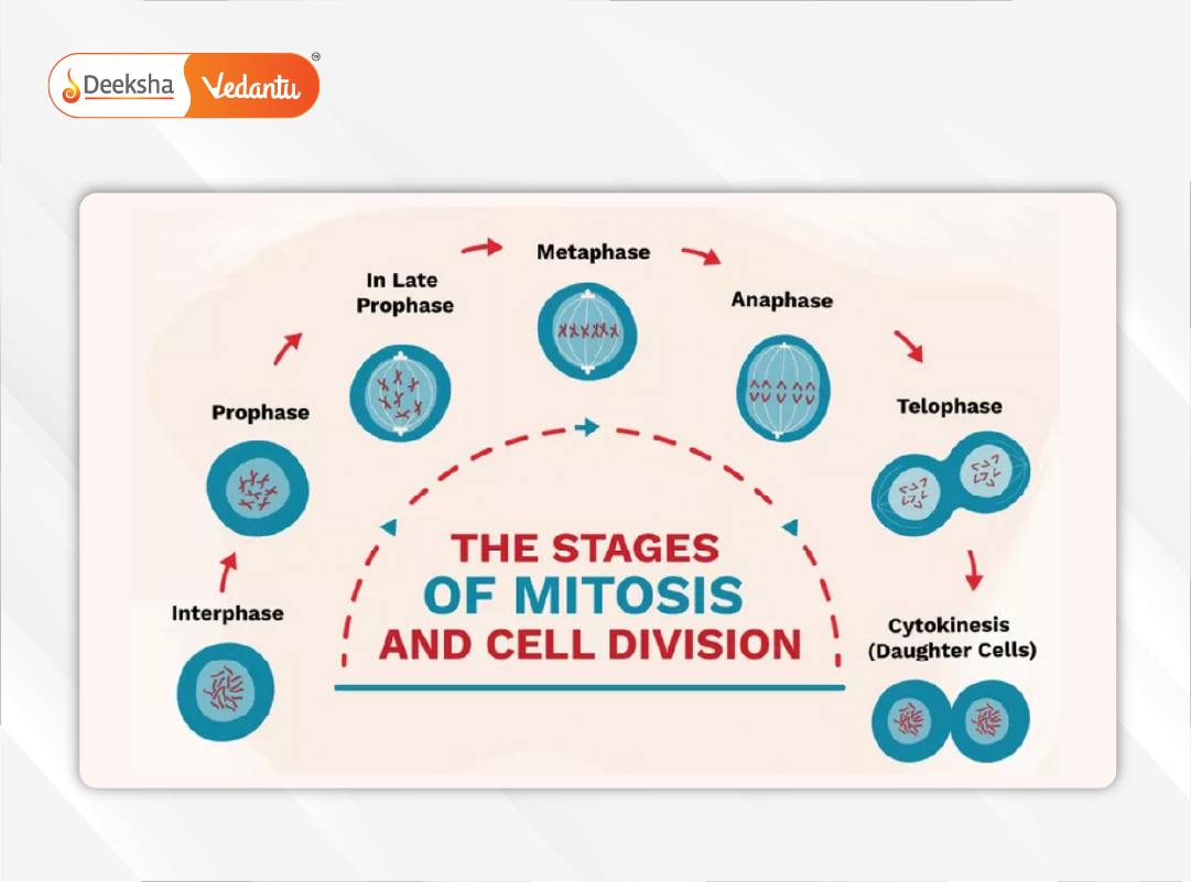Timeline-style infographic depicting each stage with labeled diagrams and key events.