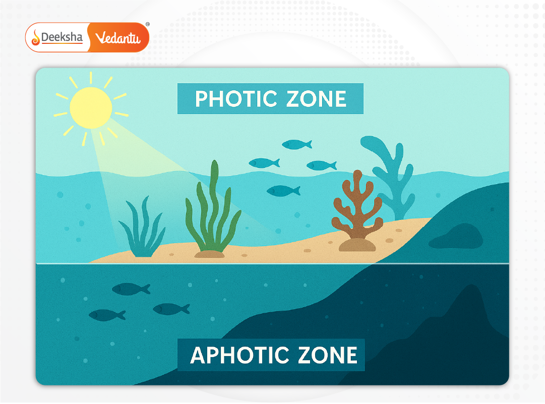 Underwater illustration showing layers of marine ecosystems (photic, aphotic zones).